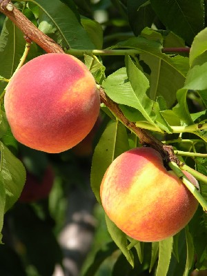 John Boy - Peach Varieties
